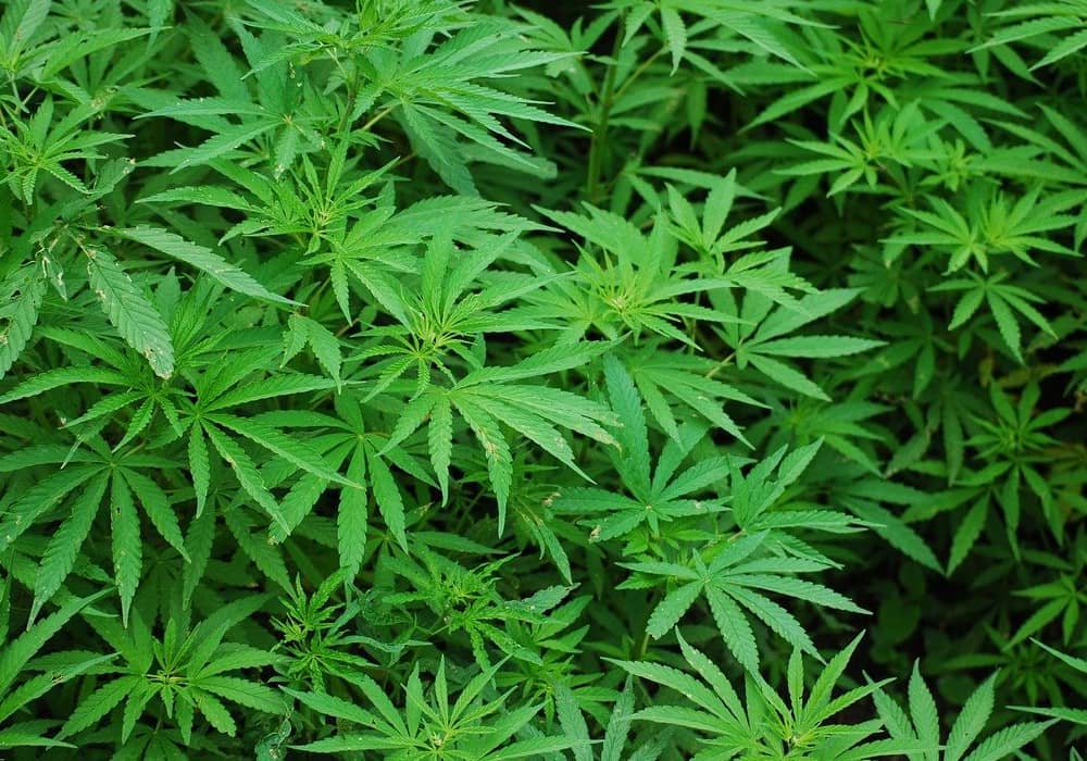 Cannabis