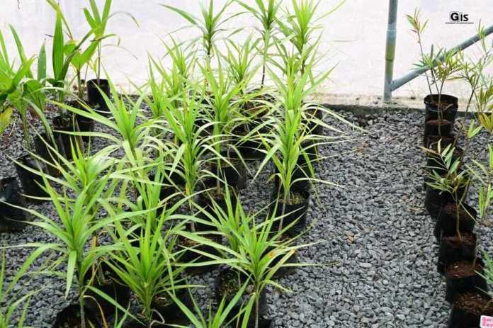 Endemic Plant Nursery Inaugurated At The Open Prison For Women