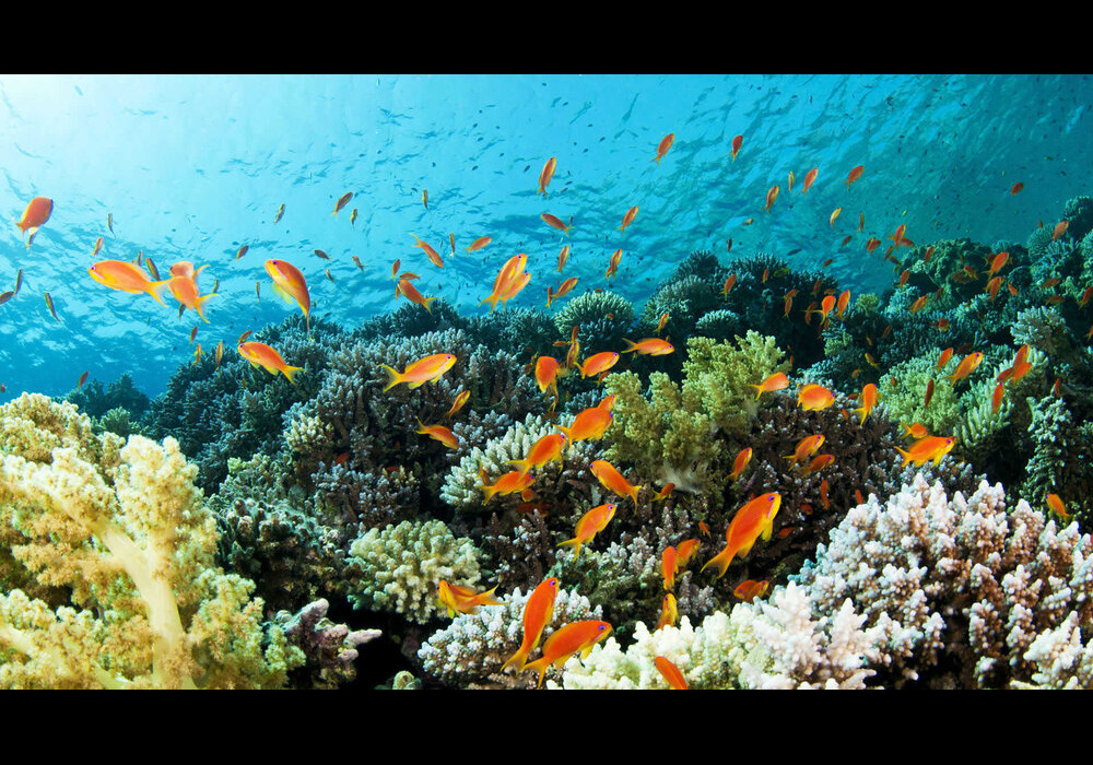 La Vie Marine Thaïlandaise Est Menacée
